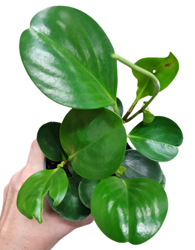 4" Peperomia Obtusifolia Variegated 